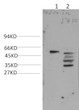 Western blot analysis of 1) Mouse Heart Tissue, 2) Rat Heart Tissue lysate using DesminRabbit Polyclonal Antibody diluted at 1:2,000.