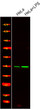 Western Blot analysis of various, using primary antibody at 1:1000 dilution. Secondary antibody (STJS000791) was diluted at 1:10000