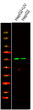 Western Blot analysis of various, using primary antibody at 1:1000 dilution. Secondary antibody (STJS000791) was diluted at 1:10000