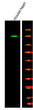 Western Blot analysis of various, using primary antibody at 1:1000 dilution. Secondary antibody (STJS000791) was diluted at 1:10000