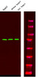 Western Blot analysis of HepG2 mouse brain tissue, rat brain tissue, using primary antibody at 1:1000 dilution 4°C, overnight. Secondary antibody (STJS000791) was diluted at 1:10000 25°C, 1. 5hours