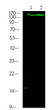 Western Blot analysis of mouse spleen /Hela, using primary antibody at 1:1000 dilution. Secondary antibody (STJS000791) was diluted at 1:10000