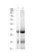Western Blot analysis of 1 HepG2 cell, 2 Serum-free treated, using primary antibody at 1:1000 dilution. Secondary antibody (STJS000791) was diluted at 1:10000