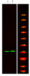 Western Blot analysis of 1 HeLa cell, 2 LPS 100ng/mL 30min treated, using primary antibody at 1:1000 dilution. Secondary antibody (STJS000791) was diluted at 1:10000