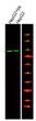 Western Blot analysis of various, using primary antibody at 1:1000 dilution. Secondary antibody (STJS000791) was diluted at 1:10000