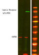 Western Blot analysis of 1 HeLa cell, 2 LPS 100ng/mL 30min treated, using primary antibody at 1:1000 dilution. Secondary antibody (STJS000791) was diluted at 1:10000