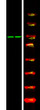 Western Blot analysis of 1 HeLa cell, 2 Serum-free treated, using primary antibody at 1:1000 dilution. Secondary antibody (STJS000791) was diluted at 1:10000
