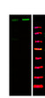 Western Blot analysis of 1 K562 cell, 2 LPS 100ng/mL 30min treated, using primary antibody at 1:1000 dilution. Secondary antibody (STJS000791) was diluted at 1:10000
