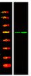 Western Blot analysis of 1Raji cell 2 Serum-free treated, using primary antibody at 1:1000 dilution. Secondary antibody (STJS000791) was diluted at 1:10000