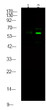 Western Blot analysis of mouse spleen, using primary antibody at 1:1000 dilution. Secondary antibody (STJS000791) was diluted at 1:10000