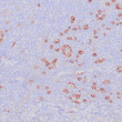 Anti-CD123 antibody IHC Human tonsil STJ180630