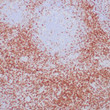 Anti-CD7 antibody IHC human tonsil STJ180636