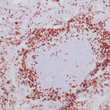 Anti-Granzyme B antibody IHC Human tonsil STJ180648
