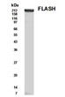 Western Blot analysis NIH3T3 cell lysate detecting FLASH protein STJA0005696