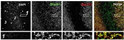 ICC staining retinal tissue with antibody specific Shank protein localization STJA0005705