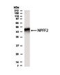 Western Blot analysis brain lysate demonstrating specific NPFFR2 immunolabeling STJA0005724