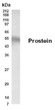 Western Blot Prostein immunolabeling in LNCaPFGC cell lysate STJA0005726