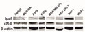 Western Blot cN-II and Ipaf CARD12 protein expression in human cell lines STJA0005739