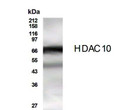 Western Blot analysis HeLa cell lysate HDAC10 immunolabeling STJA0005751