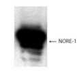 Western Blot specific NORE1 immunolabeling in 293 T cell lysate STJA0005761