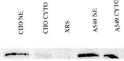 immunoprecipitation IP detecting Ku80 in CHO and A549 nuclear and cytoplasmic lysates STJA0005774