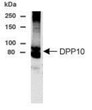 Western Blot Flag-DPP10 immunolabeling in transfected CHO cells at 75 kDa STJA0005779