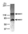 antibody Western Blot specific immunolabeling NABC1 in MCF-7 cell lysate STJA0005783