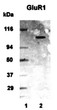 Western Blot specific mGluR1 immunolabeling in human brain lysate STJA0005798