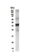 Western Blot ETR3-CUGBP2 immunolabeling in mouse heart lysate STJA0005676