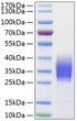 Human PD-1/PDCD1/CD279 protein (Recombinant) (C-His) (STJP000843)