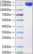Human Contactin 2/CNTN2 protein (Recombinant) (C-His) (STJP000964)