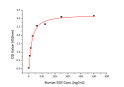 Human EGFR protein (Active Recombinant) (C-His) (STJP000982)