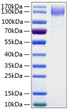 Human DNER protein (Recombinant) (C-hFc&His) (STJP001002)