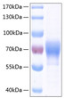 Human LILRB2/ILT-4/CD85d protein (Recombinant) (C-His) (STJP001032)