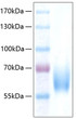 Human ICAM-2/CD102 protein (Recombinant) (C-hFc&His) (STJP001058)