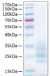 Human CD83 protein (Recombinant) (C-His) (STJP001083)