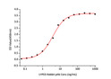 Human LYPD3 protein (Recombinant) (C-His) (STJP001201)