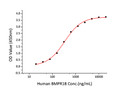 Human BMPR-1B/ALK-6 protein (Recombinant) (C-hFc&His) (STJP001235)