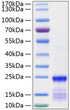 Human GTPase KRas/KRAS (G12V) protein (Recombinant) (N-His) (STJP001252)