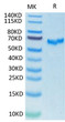 SARS-CoV-2 Spike RBD protein (Active Recombinant) (C-mFc) (STJP001271)