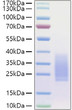 Human BMPR-2 protein (Recombinant) (C-His) (STJP001410)