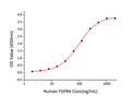 Human FGF-6 protein (Recombinant) (No tag) (STJP001429)