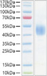Mouse CD24 protein (Recombinant) (C-hFc) (STJP001430)