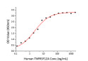 Human TNFSF12/TWEAK protein (Recombinant) (No tag) (STJP001438)