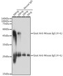 Western blot analysis of extracts of mouse IgG, using Goat Anti-mouse IgG (H+L) antibody (STJS000858) at 1:1000 dilution. Lysates/proteins: 25 Mu g per lane. Blocking buffer: 3% non-fat dry milk in TBST. Detection: ECL Basic Kit. Exposure time: 1s.