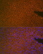 Immunofluorescence analysis of mouse liver cells using TMPRSS6 Rabbit polyclonal antibody (STJ11103816) at dilution of 1:100 (40x lens). Blue: DAPI for nuclear staining.