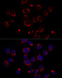 Confocal immunofluorescence analysis of Hela cells using GOLPH2 antibody (STJ11103833) at dilution of 1:200. Blue: DAPI for nuclear staining.
