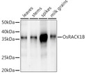 Western blot analysis of extracts of various tissues from the japonica rice (Oryza sativa L. ) variety Zhonghua 11, using OsRACK1B Rabbit polyclonal antibody (STJ11103898) at 1:1000 dilution. Secondary antibody: HRP Goat Anti-Rabbit IgG (H+L) (STJS000856) at 1:10000 dilution. Lysates/proteins: 25 Mu g per lane. Blocking buffer: 3% nonfat dry milk in TBST. Detection: ECL Enhanced Kit. Exposure time: 120s.