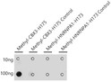 Dot-blot analysis of all sorts of peptides using Methyl-HP1 gamma/CBX3-H175 Rabbit polyclonal antibody (STJ11103905) at 1:1000 dilution.