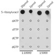 Dot-blot analysis of all sorts of chemical compounds using Pseudouridine/ 5-ribosyluracil antibody (STJ11103907) at 1:5000/1:10000 dilution